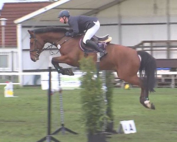 jumper Cooper Royal (Holsteiner, 2010, from Cachas)