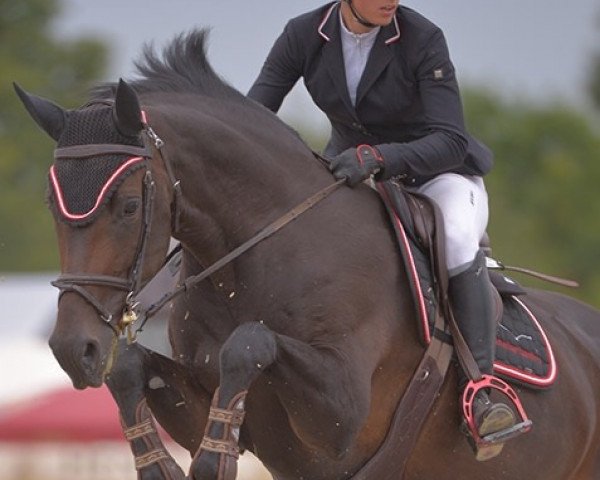 jumper Acordina 8 (Württemberger, 2007, from Acordelli)