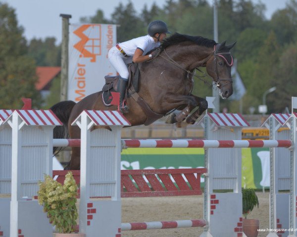 Springpferd Shutter Iland (Oldenburger, 2006, von Silvio I)