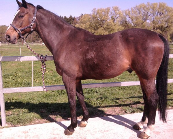 horse Alme's Fighter (Zangersheide riding horse, 1995, from Alme Crack Z)