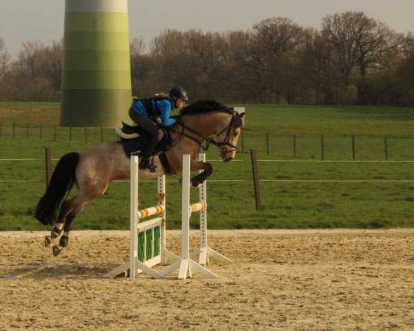 Springpferd Dolando H (Deutsches Reitpony, 2006, von Dumont)