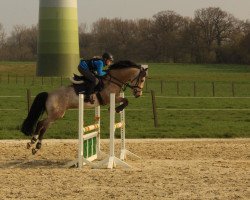 jumper Dolando H (German Riding Pony, 2006, from Dumont)