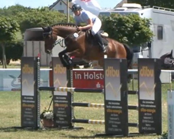 jumper Ciarada 2 (Holsteiner, 2010, from Diarado)