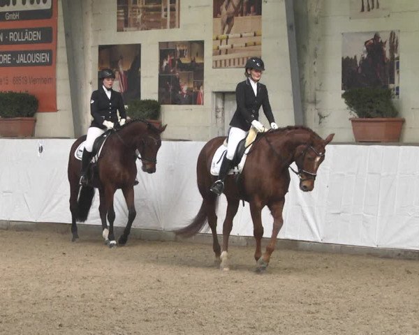 Reitturnier Viernheim 2020