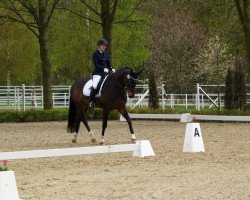 broodmare Soraya 138 (Westphalian, 2003, from Show Star)