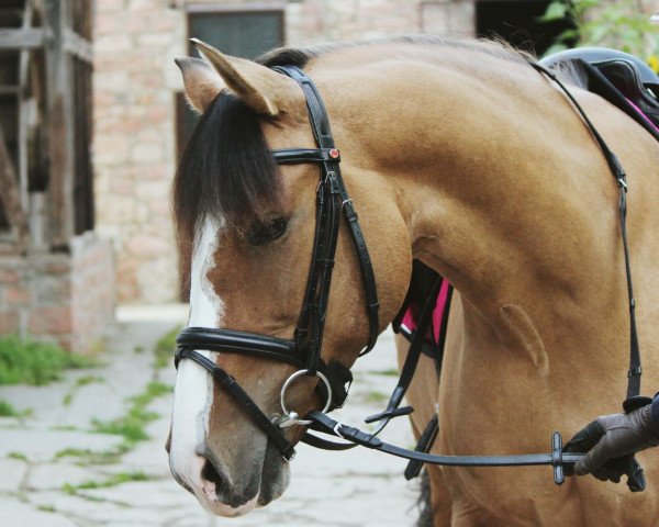 dressage horse Antonia 169 (unknown, 2004)