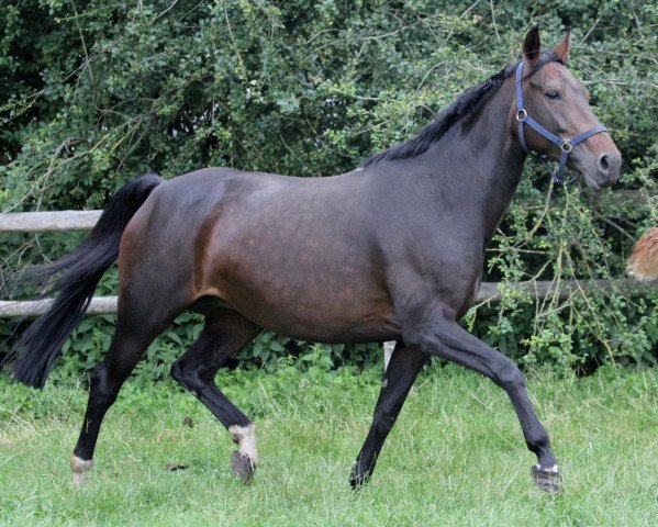 broodmare Florale D (Westphalian, 2006, from Florestan I)