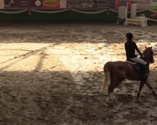 Reitturnier Keppeln - Reitanlage "Hötzenhof" 2020
