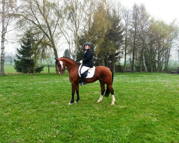 broodmare La Bonita 60 (Sachs-door. Heavy Warmbl., 2008, from Lord Brown) broodmare La Bonita 60 (Sachs-door. Heavy Warmbl., 2008, from Lord Brown)