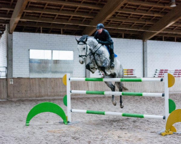 Springpferd Chameur 151 (Holsteiner, 2009, von Califax)