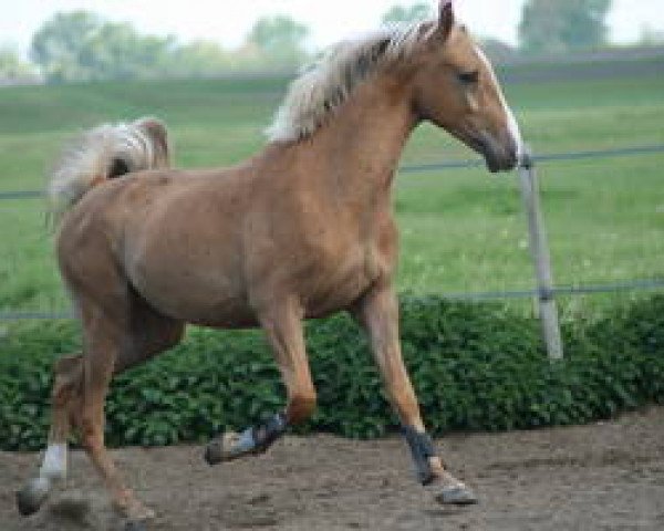 horse Gumu Baron (Nederlands Rijpaarden en Pony, 2011, from Baron) horse Gumu Baron (Nederlands Rijpaarden en Pony, 2011, from Baron)