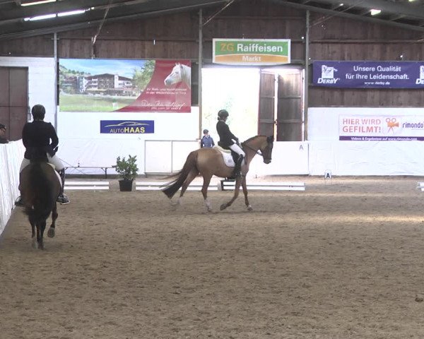 Reitturnier Viernheim 2020
