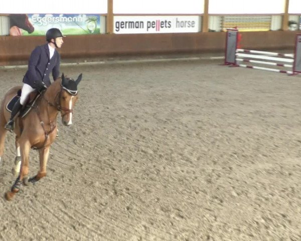 Reitturnier Dettingen 2020