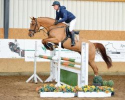 jumper Goldjumper (German Sport Horse, 2012, from Gepsom)