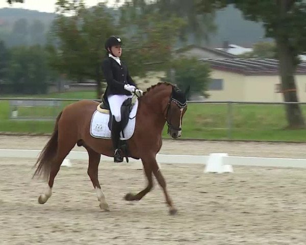Süddeutsche Ponymeisterschaften Rot am See- Musdorf 2021