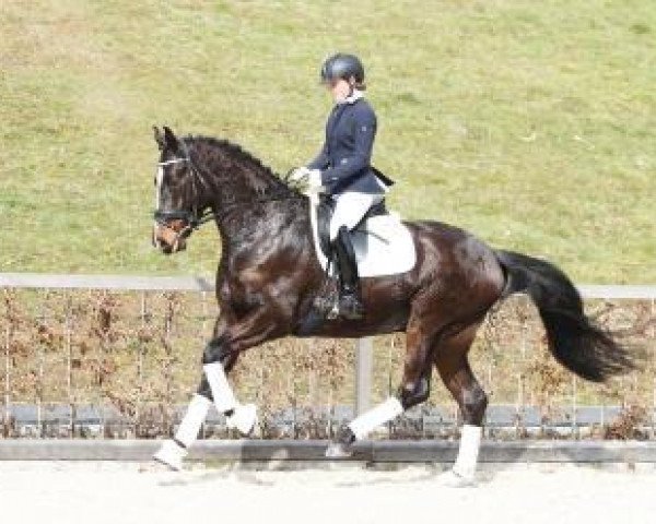 Dressurpferd Schoko Loco (Deutsches Sportpferd, 2011, von Simonetti)