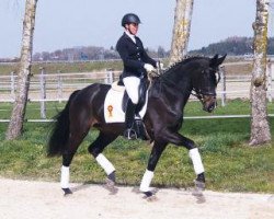 Dressurpferd Pasarella (Bayer, 2012, von Supreme)