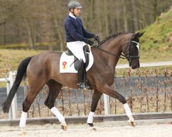 broodmare Winnie Harlow (German Sport Horse, 2010, from Simonetti)