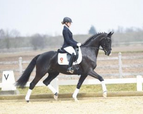 horse Frederique Constant (Hanoverian, 2012, from Fürst Nymphenburg)