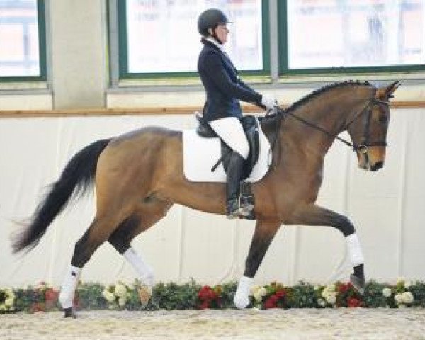 dressage horse Fope (German Sport Horse, 2012, from Fürst Wettin)
