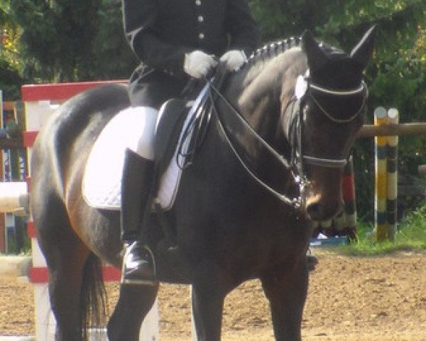 horse Donnerlittchen 12 (Bavarian, 1997, from Da Vinci)