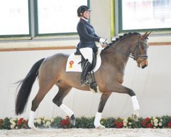 Dressurpferd Festina (Deutsches Sportpferd, 2011, von Fidertanz) Dressurpferd Festina (Deutsches Sportpferd, 2011, von Fidertanz)