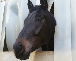 dressage horse Boston Academy (Rhinelander, 2012, from Belarus)