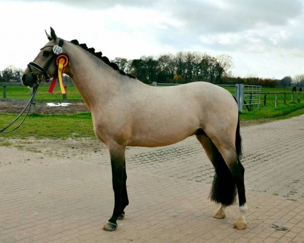 Deckhengst Match Point (Deutsches Reitpony, 2012, von Manchester United)