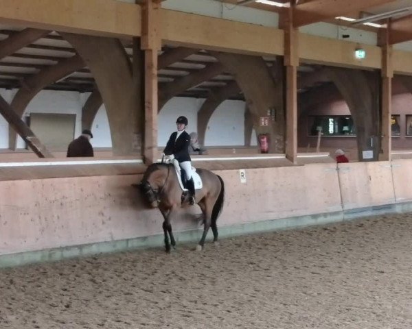 Reitturnier Schenefeld 2020