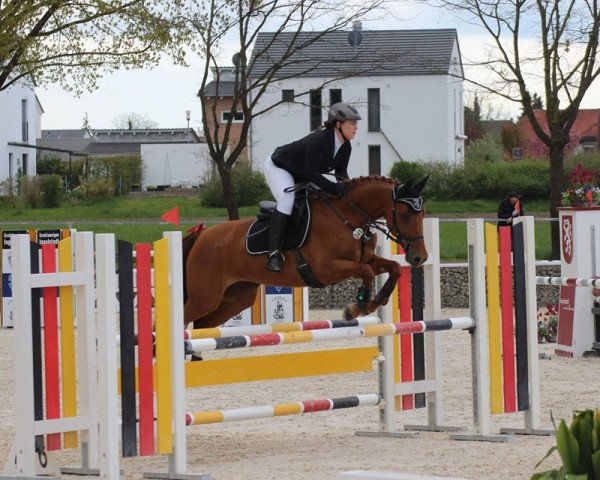 broodmare Ardette (German Sport Horse, 2006, from Renier)
