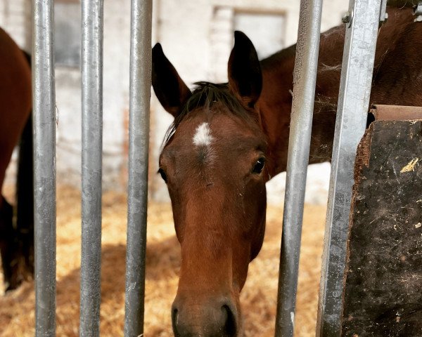 horse Polaria Nova MW (German Sport Horse, 2020, from Karajan)