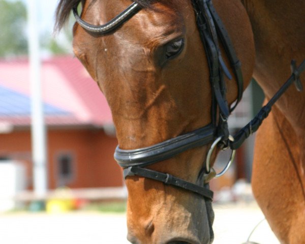 broodmare Emarla (Hessian Warmblood, 2004, from Epernay)