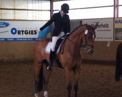 dressage horse Rasputhin M (Hanoverian, 2001, from Riccione)