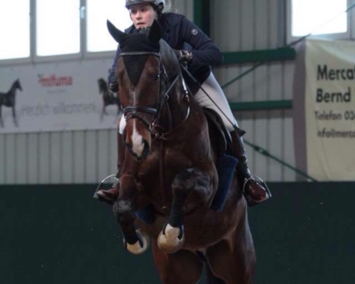 Springpferd Quinten RZ (Deutsches Sportpferd, 2008, von Quinto de B)