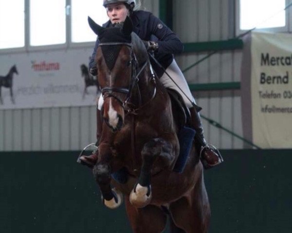 Springpferd Quinten RZ (Deutsches Sportpferd, 2008, von Quinto de B)