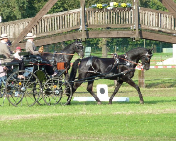horse Rhie (Friesian-Mix, 1995, from Classic Jappeloup)