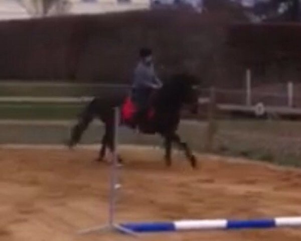 broodmare Bessy (unknown, 1991, from Roderik)