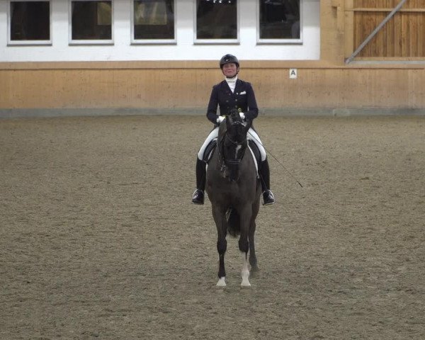 Reitturnier Schenefeld 2020