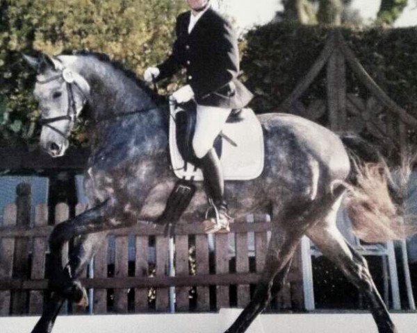 dressage horse Rishòn (Westphalian, 2011, from Rock Forever NRW)