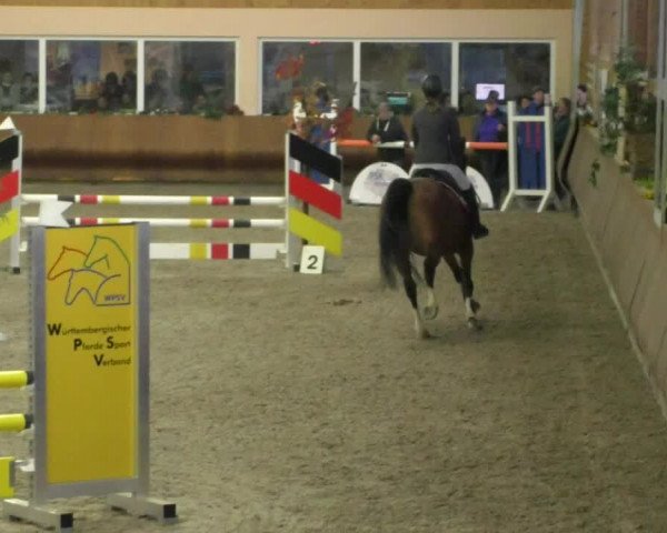 Reitturnier Dettingen 2020