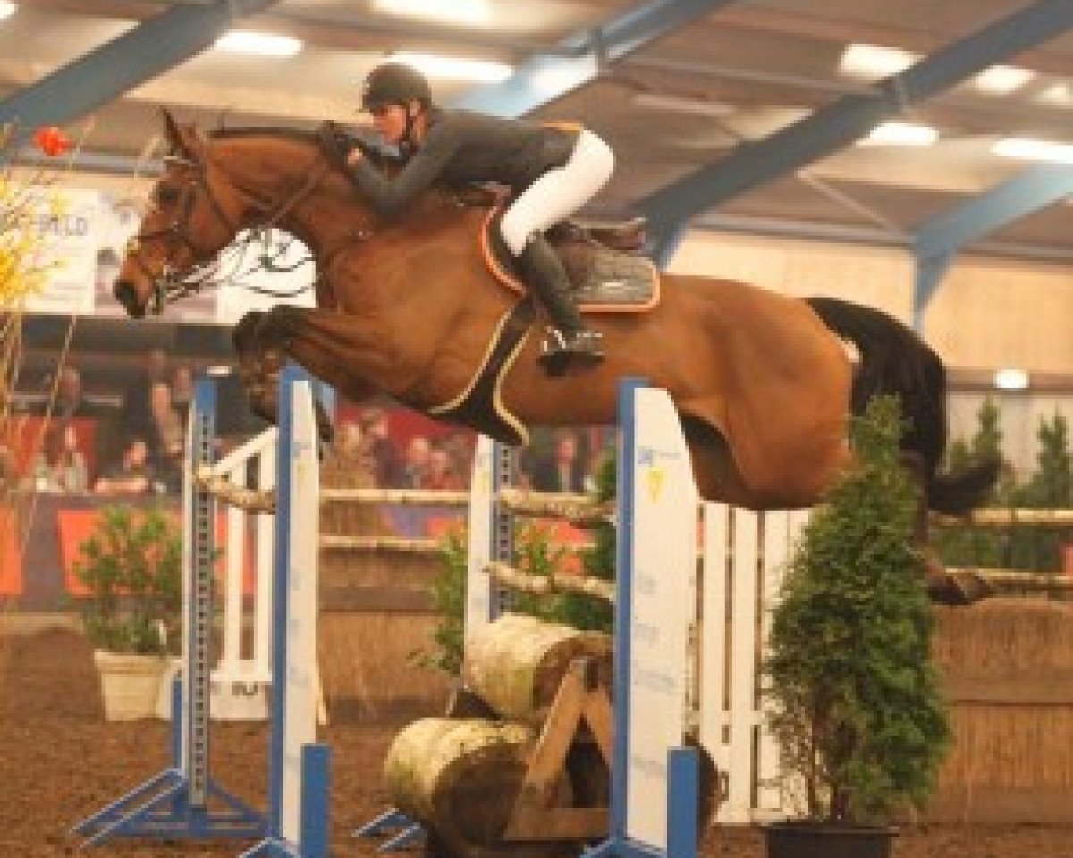 broodmare Cacharelle (Belgian Warmblood, 2006, from Chacco-Blue)