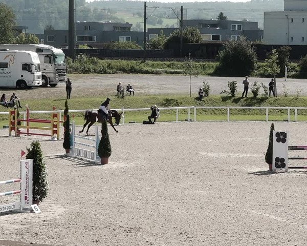 Pferdesporttage Bülach 2021