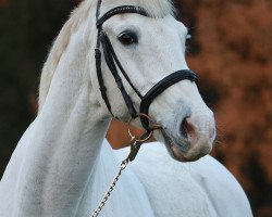 dressage horse William 308 (Trakehner, 1993, from Schneekönig)