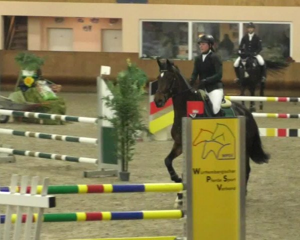 Reitturnier Dettingen 2020