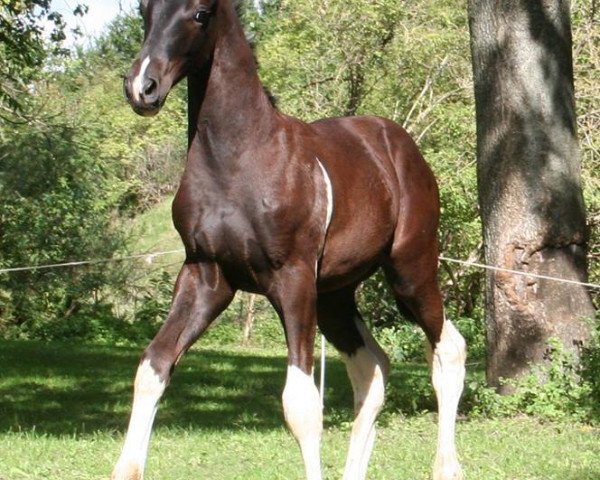 horse Sceltic C (German Sport Horse, 2015, from Schwarzgold)