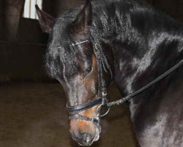 jumper Curly Sue 184 (Bavarian, 2009, from Clinton I)