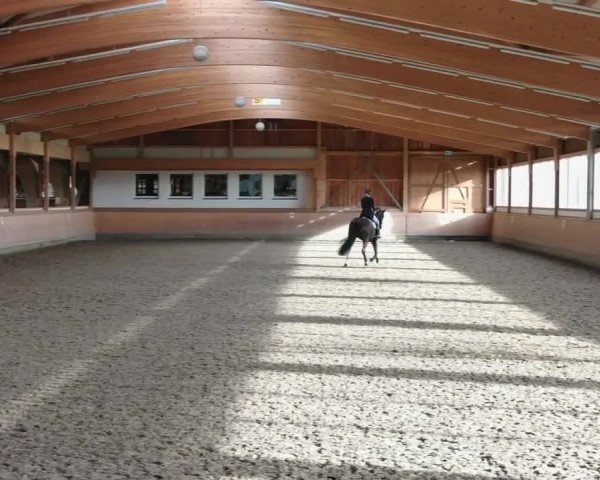 Reitturnier Schenefeld 2020