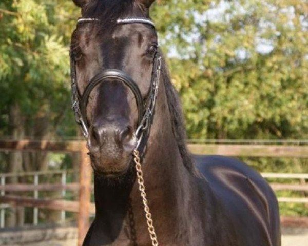 horse Edelster - A (KWPN (Royal Dutch Sporthorse), 2009, from Sandreo)