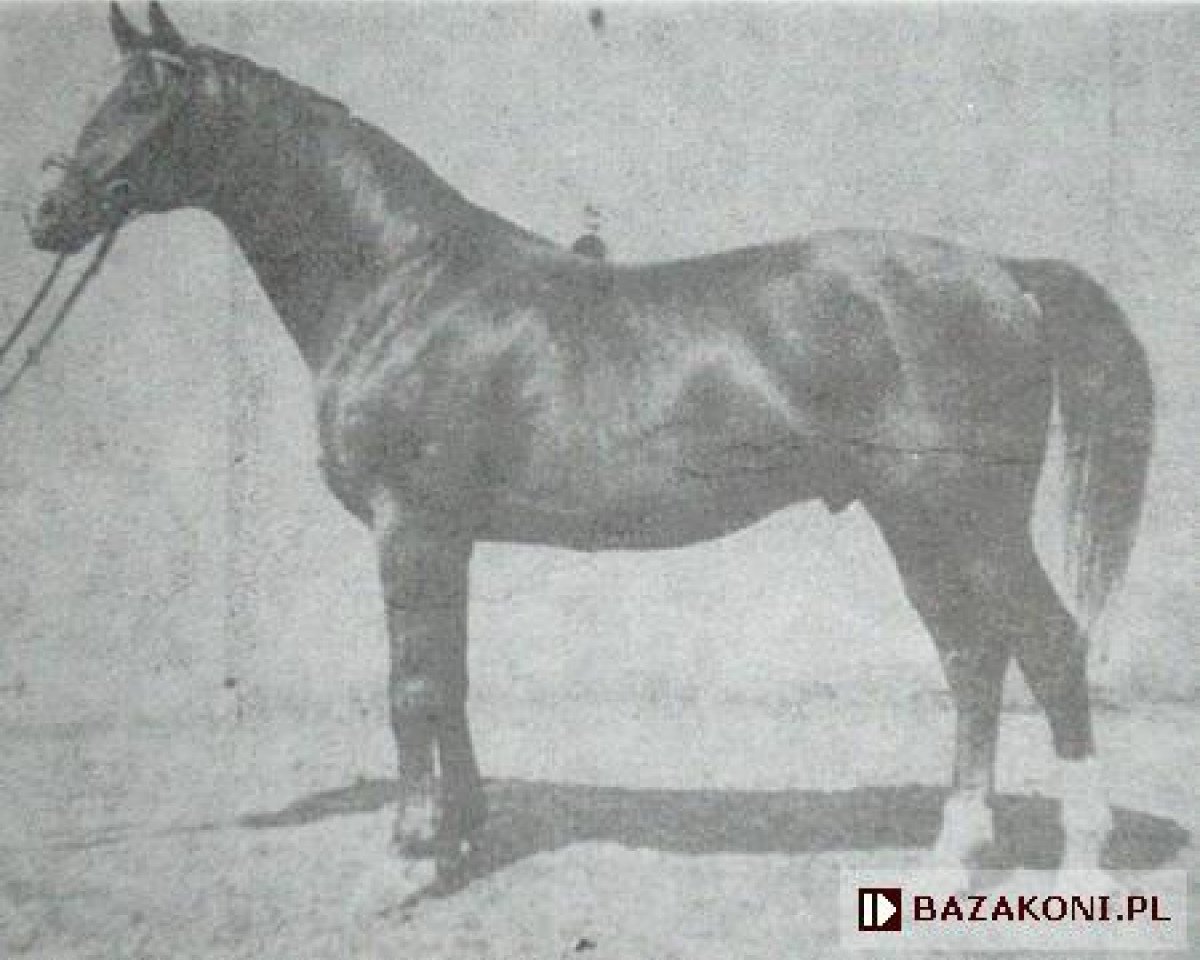 Deckhengst Kontusz (Wielkopolska, 1973, von Belfegor II)