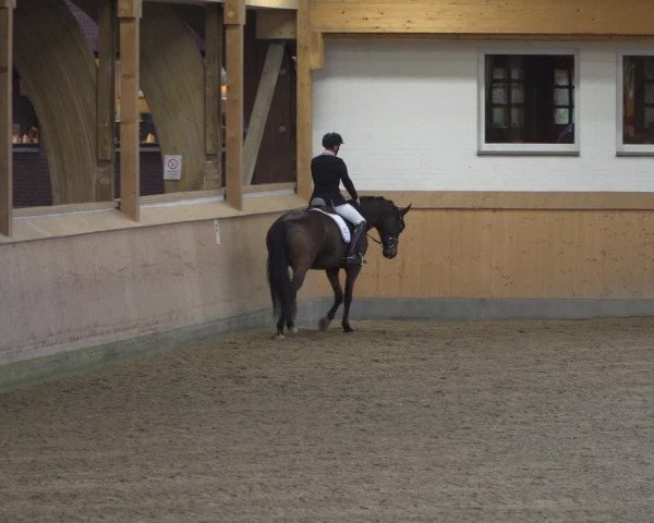 Reitturnier Schenefeld 2020
